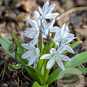 Scilla mischtschenkoana verpakt per 100