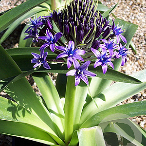 Scilla peruviana 16-18 cm verpakt per 10