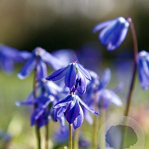 Scilla siberica verpakt per 100