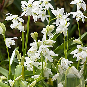 Scilla siberica 'Alba' verpakt per 100