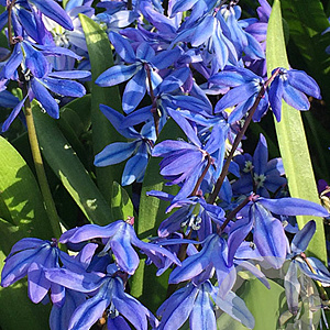 Scilla siberica 'Spring Beauty' 8-9 cm verpakt per 100