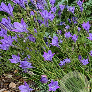 Triteleia corrina 5-6 cm verpakt per 100