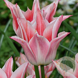 Tulipa 'Ballade Lady' 11-12 cm verpakt per 100