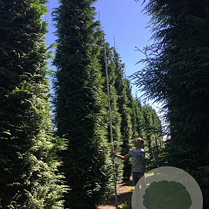 Thuja pl. 'Gelderland' 100-125 cm wortelgoed