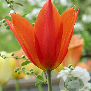 Tulipa 'Ballerina' 11-12 cm verpakt per 100
