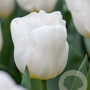 Tulipa 'Calgary' 11-12 cm verpakt per 100