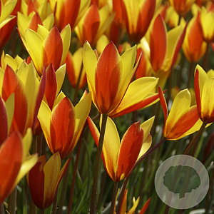 Tulipa 'Clusiana Chrysantha' 5 cm verpakt per 100
