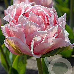 Tulipa 'Dreamer' 11-12 cm verpakt per 100
