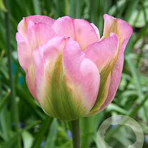 Tulipa 'Groenland' 11-12 cm verpakt per 100