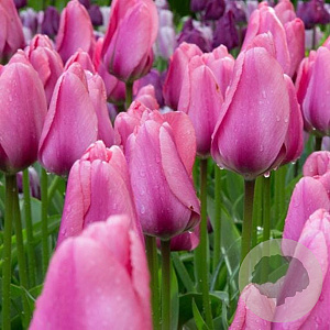 Tulipa (dar) 'Big Love' 11-12 cm verpakt per 100