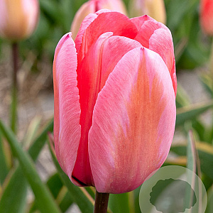 Tulipa Design Impression 11-12 cm verpakt per 100