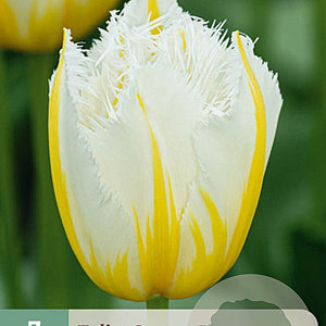 Tulipa (fri) 'Lemon Beauty' 5 cm verpakt per 100