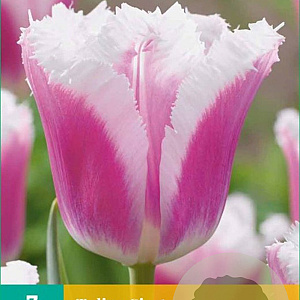 Tulipa Siesta 11-12 cm verpakt per 100