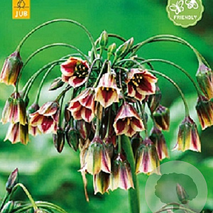 Allium siculum 10-12 cm verpakt per 100