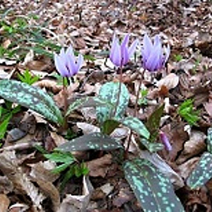 Erythronium dens canis Mix 10 cm verpakt per 50