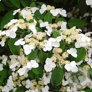 Hydrangea macrophylla 'White' 10 cm verpakt per 25