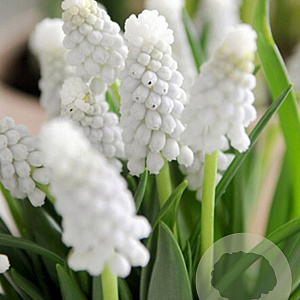 Muscari armeniacum Siberian Tiger 8-9 cm verpakt per 100