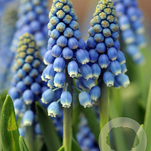 Muscari aucheri 'Blue Magic' 8-9 cm verpakt per 100