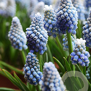 Muscari aucheri Ocean Magic verpakt per 100