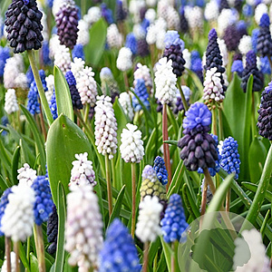 Muscari Mix 8-9 cm verpakt per 100