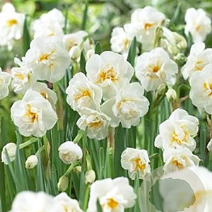 Narcissus 'Bridal Crown' 10-12 cm verpakt per 100