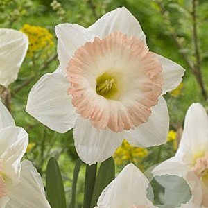 Narcissus 'British Gamble' 12-14 cm verpakt per 100