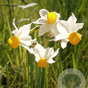 Narcissus 'Canaliculatus' 12-14 cm verpakt per 100