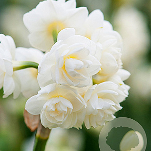 Narcissus 'Cheerfulness' 12-14 cm verpakt per 100