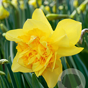 Narcissus 'Dick Wilden' 12-14 cm verpakt per 100