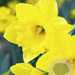 Narcissus 'Dutch Master' 12-14 cm verpakt per 100