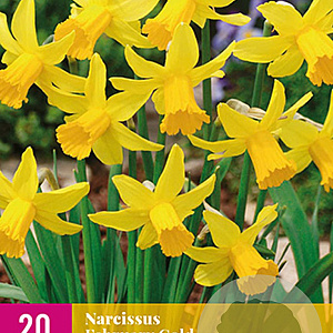 Narcissus 'Februari Gold' 12-14 cm verpakt per 100
