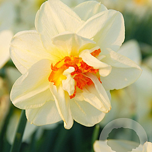 Narcissus 'Flower Drift' 12-14 cm verpakt per 100