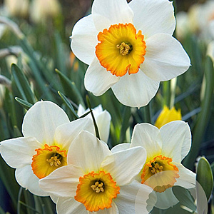 Narcissus 'Flower Record' 12-14 cm verpakt per 100