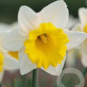 Narcissus 'Las Vegas' 12-14 cm verpakt per 100