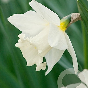 Narcissus 'Mount Hood' 12-14 cm verpakt per 100