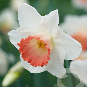 Narcissus 'Pink Charm' 12-14 cm verpakt per 100