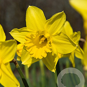 Narcissus 'Standard Value' 12-14 cm verpakt per 100