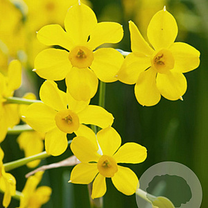 Narcissus Baby Boomer 10-12 cm verpakt per 100