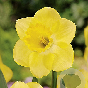 Narcissus Cairngorm 12-14 cm verpakt per 100