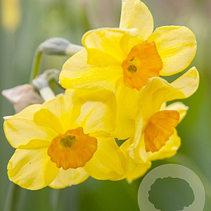 Narcissus Golden Dawn 12-14 cm verpakt per 100