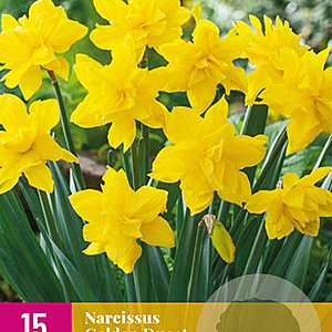 Narcissus Golden Ducat 12-14 cm verpakt per 100