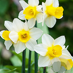 Narcissus Golden Echo 12-14 cm verpakt per 100
