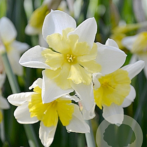 Narcissus Prom Dance 12-14 cm verpakt per 100