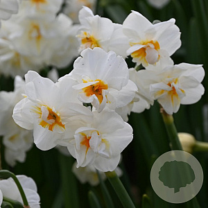 Narcissus Sir Winston Churchill 12-14 cm verpakt per 100