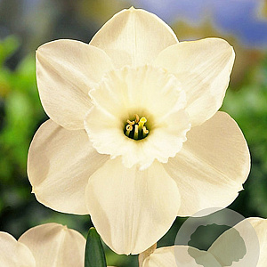 Narcissus Stainless 12-14 cm verpakt per 100