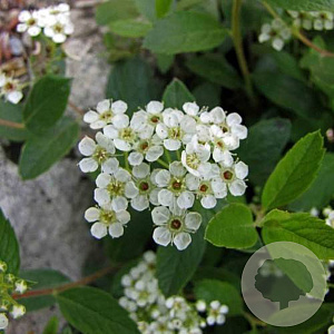 Spiraea decumbens 15-20 cm C1.3