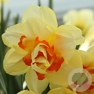 Narcissus Tahiti 12-14 cm verpakt per 100