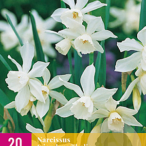 Narcissus triandrus 'Thalia' 10-12 cm verpakt per 100