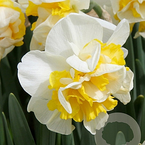 Narcissus Westward 12-14 cm verpakt per 100
