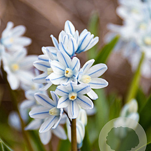 Puschkinia libanotica verpakt per 100